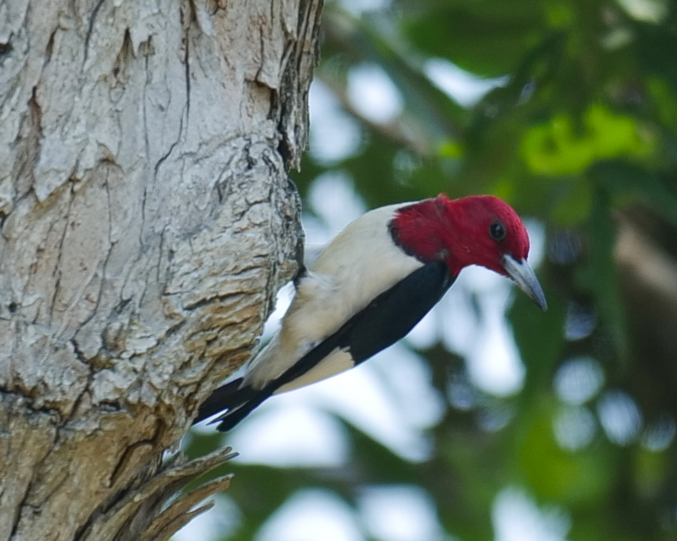 Learn about local birds on guided tours at Burden
